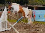 3 Year Old Geldings