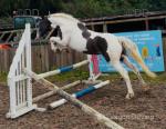 3 Year Old Geldings
