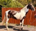 3 Year Old Geldings