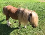 Tiny Tim, Miniature Stallion