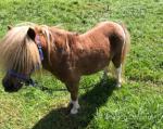 Tiny Tim, Miniature Stallion