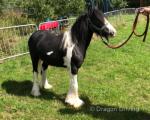 Yearling Gelding