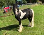 Yearling Gelding