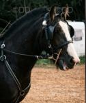12.2hh cob gelding, ride and drive, 4 years old, very solid cob. He picks all feet up, has had shoes but recently pulled off. He's been out on the roads but needs more experience on roads. He is a saint to drive in the fields. 12.2hh cob gelding, ride and drive, 4 years old, very solid cob. He picks all feet up, has had shoes but recently pulled off. He's been out on the roads but needs more experience on roads. He is a saint to drive in the fields.
