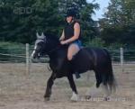 12.2hh Ride and Drive Gelding