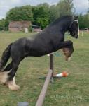 12.2hh Ride and Drive Gelding