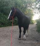 12.2hh Ride and Drive Gelding
