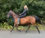 14.2hh Ride & Drive Mare