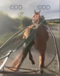 14.2hh Ride & Drive Mare
