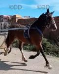 Lara, Ride & Drive Filly