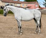 Fifi 16.1hh Thoroughbred Riding Mare