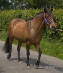 15.1hh ISH Gelding