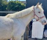 Princess, 13.2hh Riding Mare