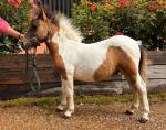 Shetland Colt