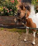 Shetland Colt