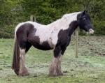 Indy, 13.2hh Riding Mare