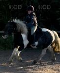 Indy, 13.2hh Riding Mare