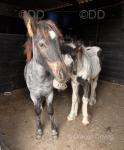 Filly Foal