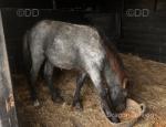 Filly Foal