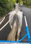 Lollipop, 14.1hh Ride and Drive Mare