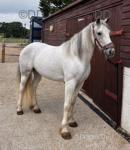 Lollipop, 14.1hh Ride and Drive Mare