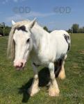 13.2hh Mare