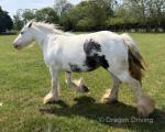 13.2hh Mare