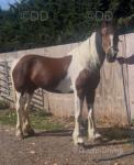 15.1hh Ride and Drive Gelding