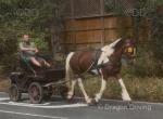 15.1hh Ride and Drive Gelding