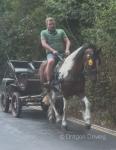 15.1hh Ride and Drive Gelding