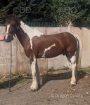15.1hh Ride and Drive Gelding
