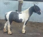 2 Year Old Filly