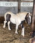 Colt Foal