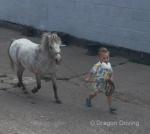 Ride and Mare Shetland Mare