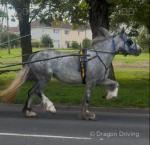 13.2 or 3hh 3 year old filly, she has been yoked 4 or 5 times, still a bit green but no badness in her. 
