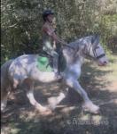 15.2hh Riding Mare
