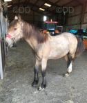 Yearling Filly