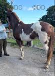Splash, 15hh Driving Mare