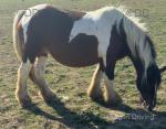 13.2hh Mare