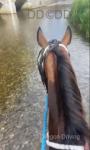15.2hh Ride and Drive Gelding 