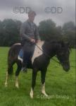 Lucky Comanche, 15hh Standardbred Ride and Drive 