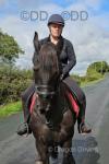 15hh Riding Mare