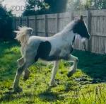 Mafia, Colt Foal