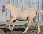 Desach Golden Rocket, Welsh Section A Colt Foal