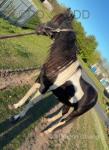 16hh Driving Gelding