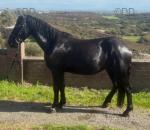 Davey, Gelding