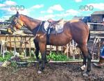 Lucy, Thoroughbred Filly