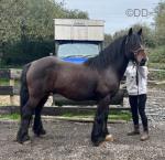 Prince Harry, 15hh Gelding 