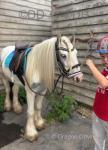 Peanut, Riding Gelding
