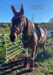 Star, 16hh Riding Mare
